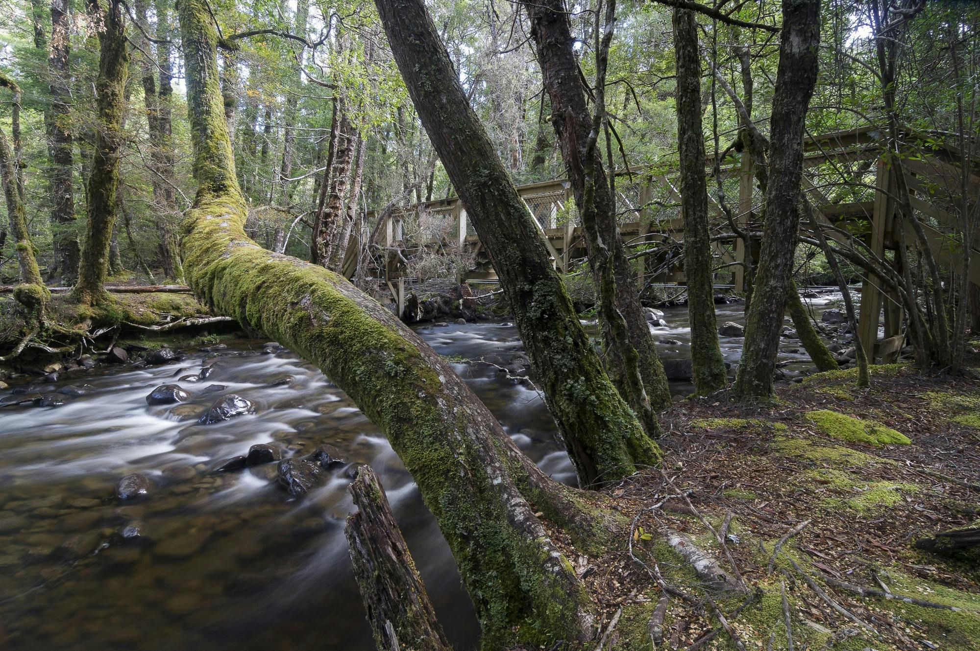 Bridge over stream, Lake St Clair