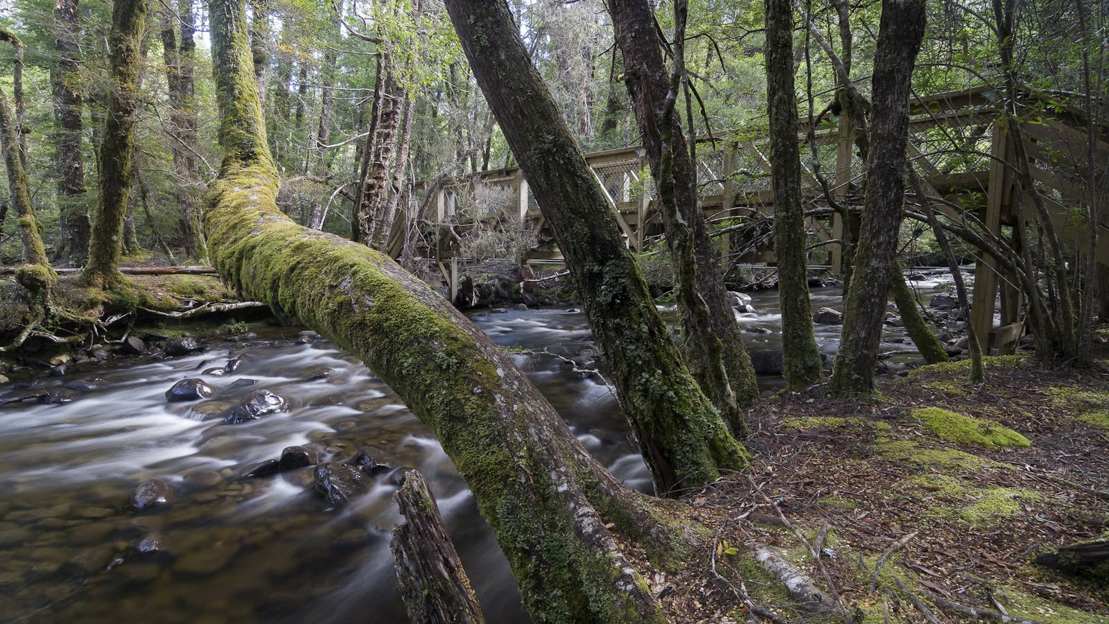 Bridge over stream, Lake St Clair
