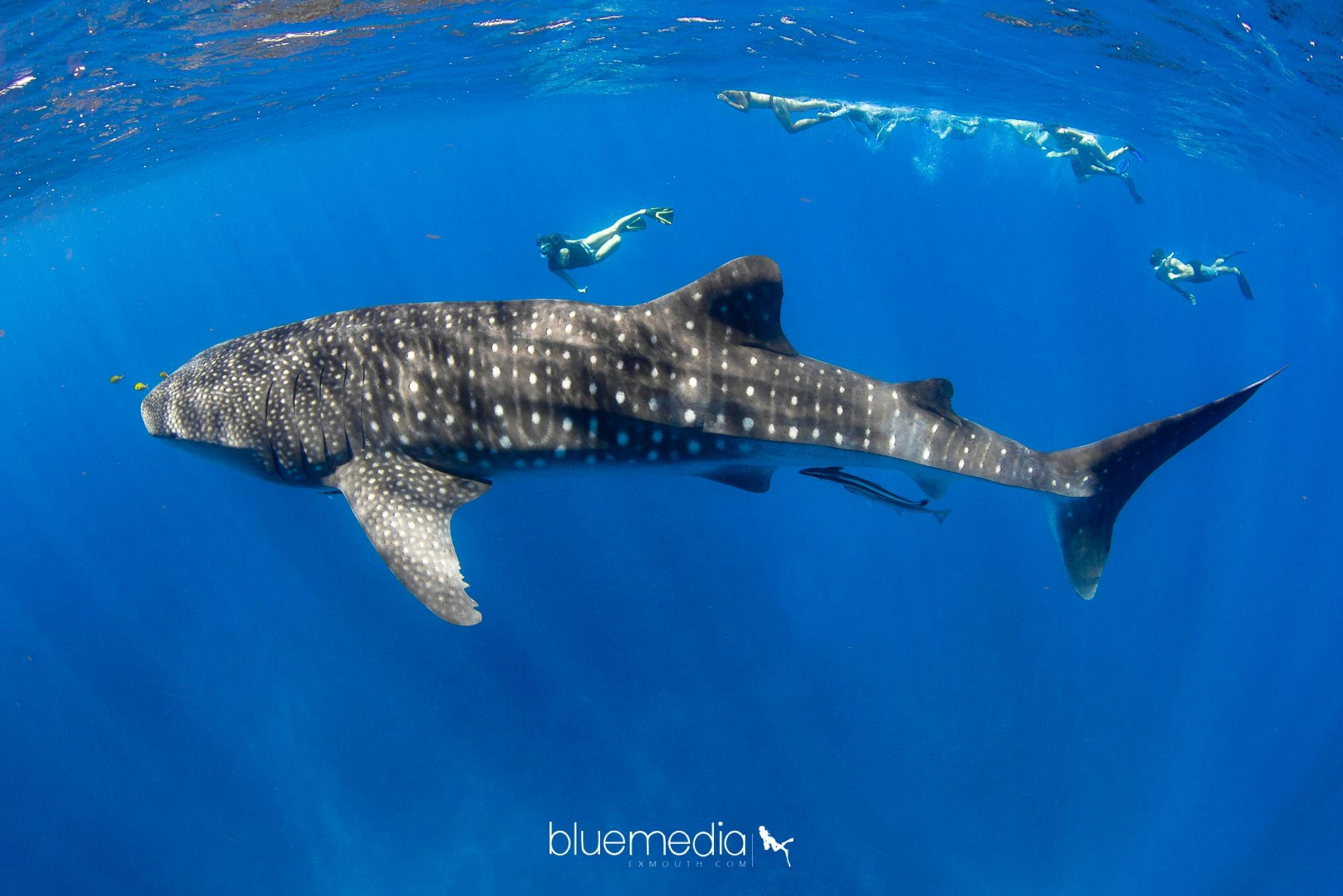 ningaloo blue