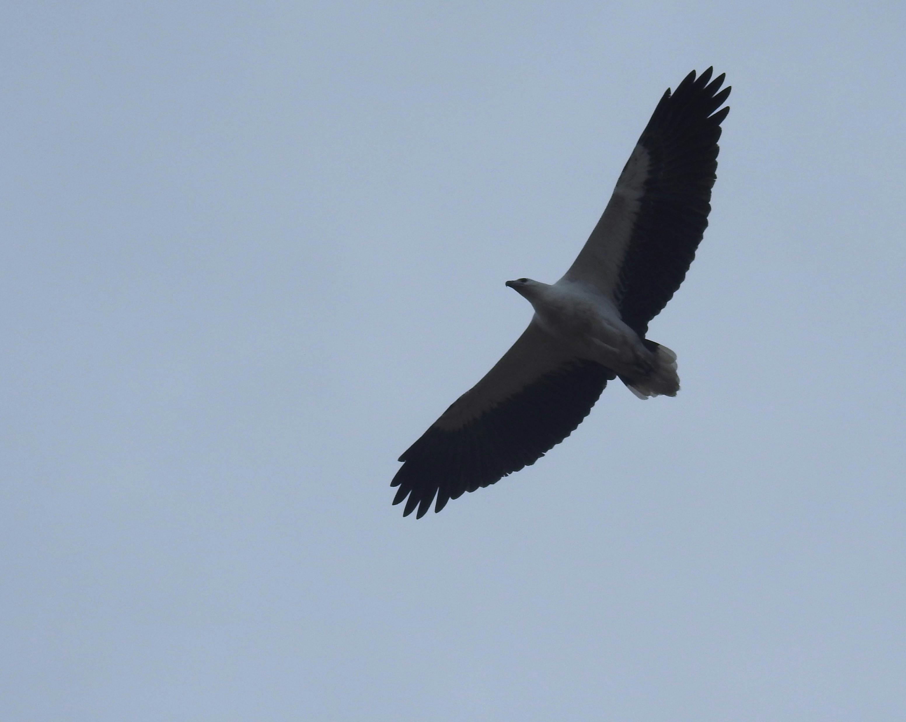 White-bellied sea-eagle