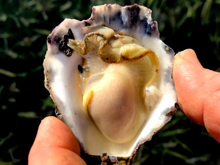 Delicious Sydney Rock Oysters