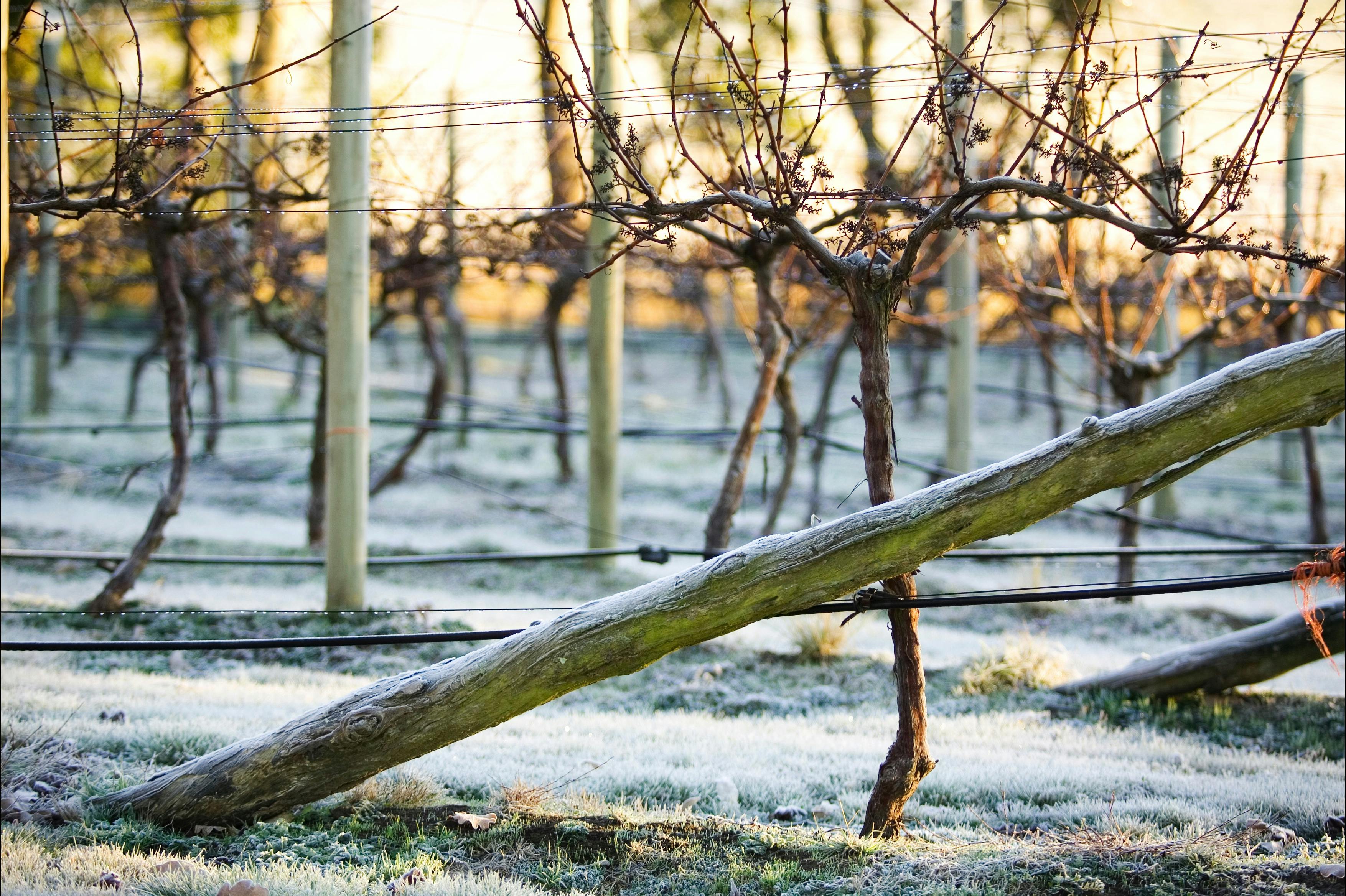 Frost on the vines