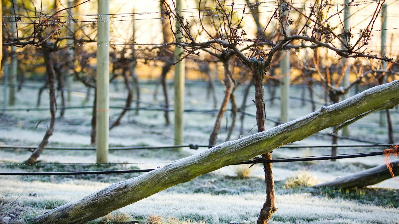 Frost on the vines