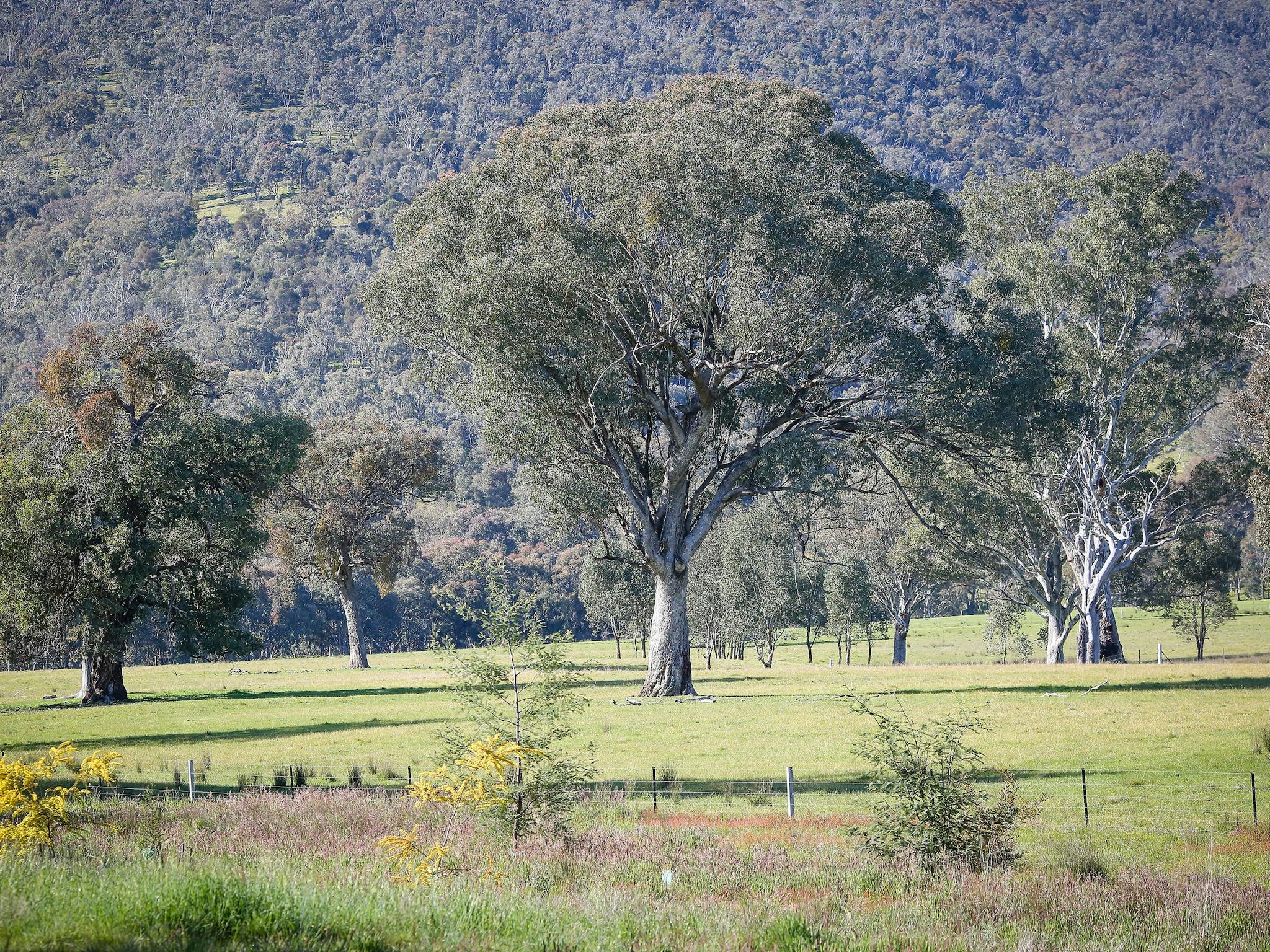 Baranduda Parklands