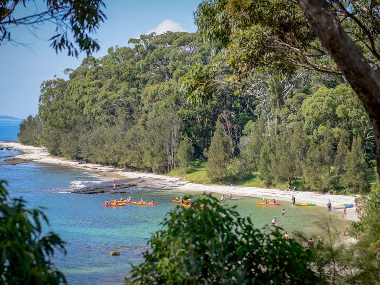 Shark Net Beach