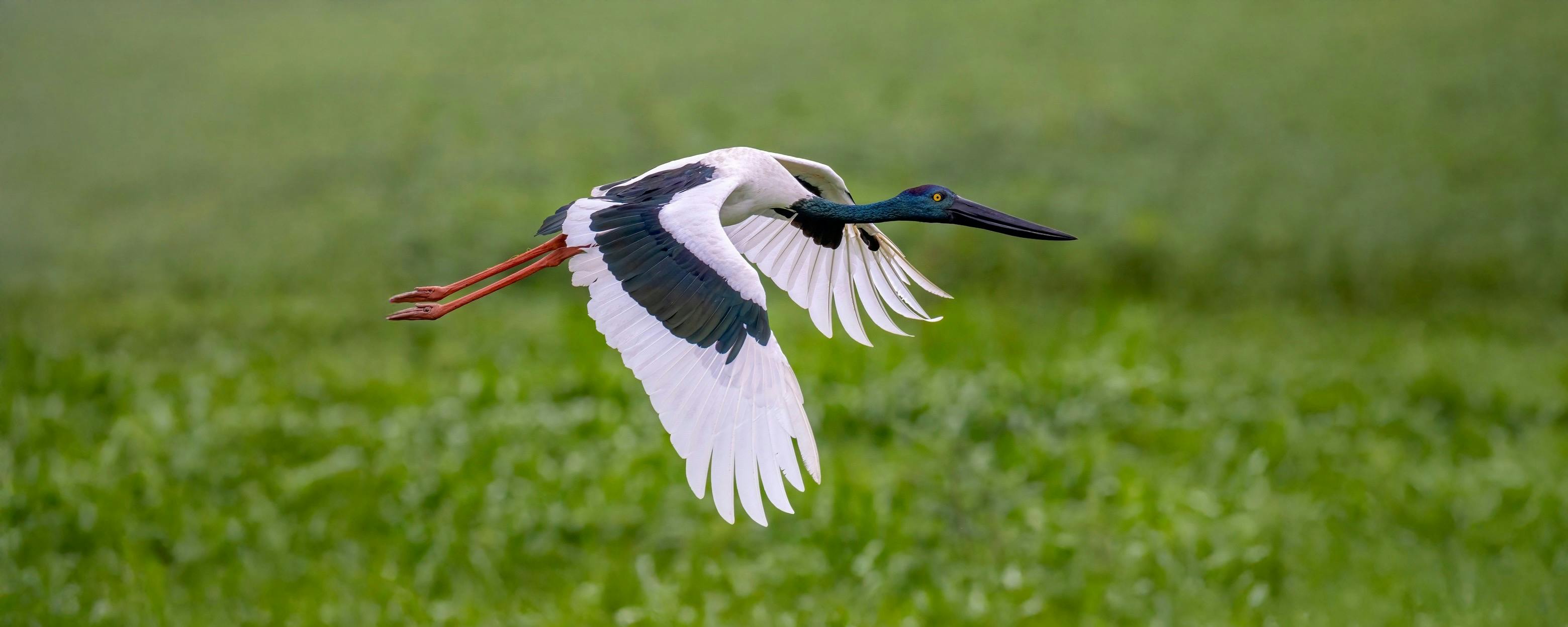 Jabiru (Black-necked Stork), Ephippiorhynchus asiaticus, Corroboree Billabong, Northern Territory