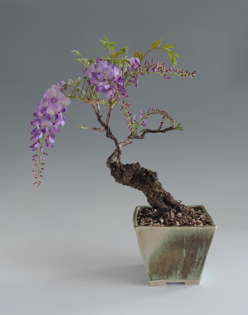Image of the event 'Bonsai Open -A premier bonsai event'