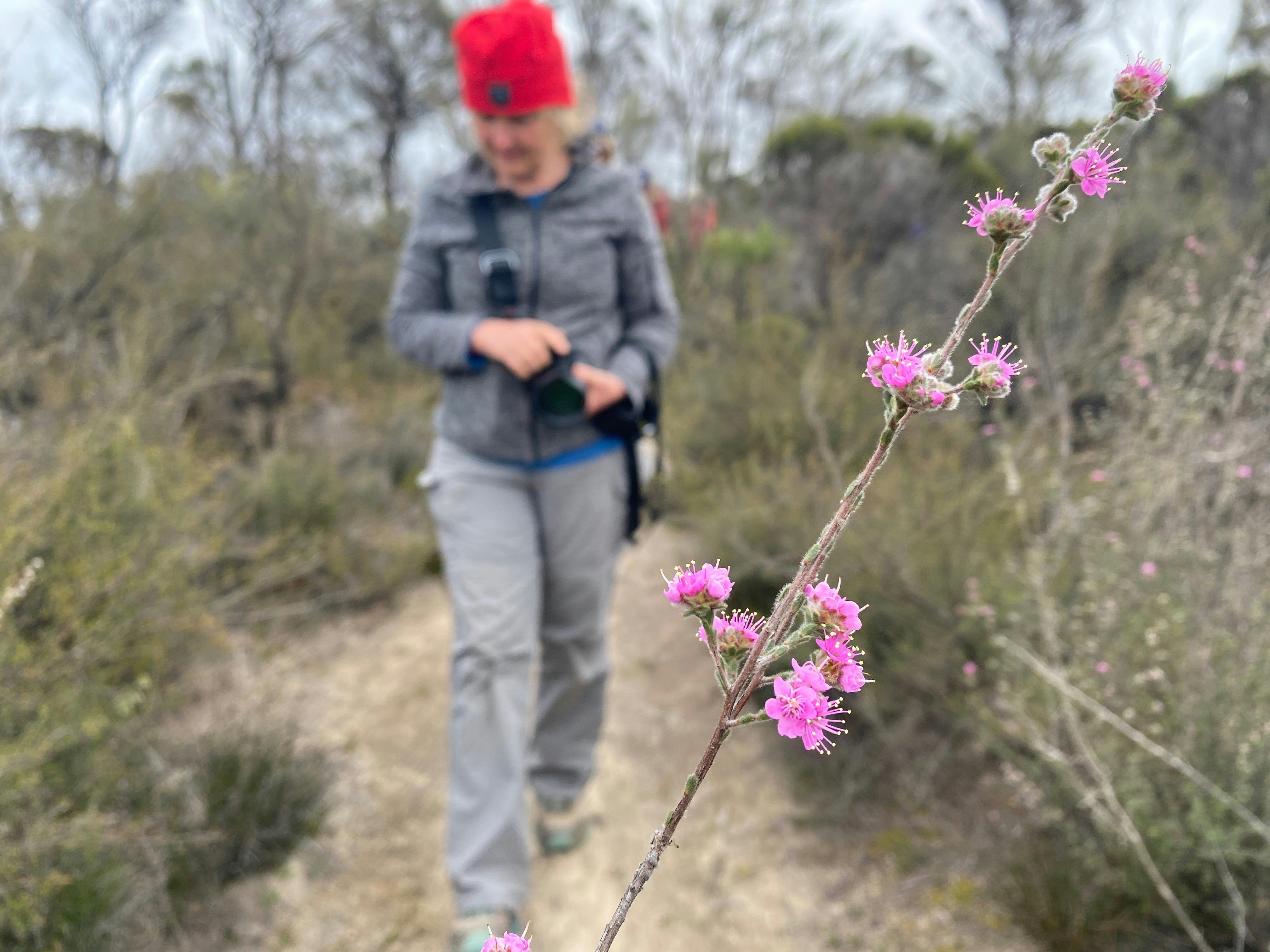 Pink flowers on a long stem in the background a woman walks at the Mukenarup Memorial Ravensthorpe