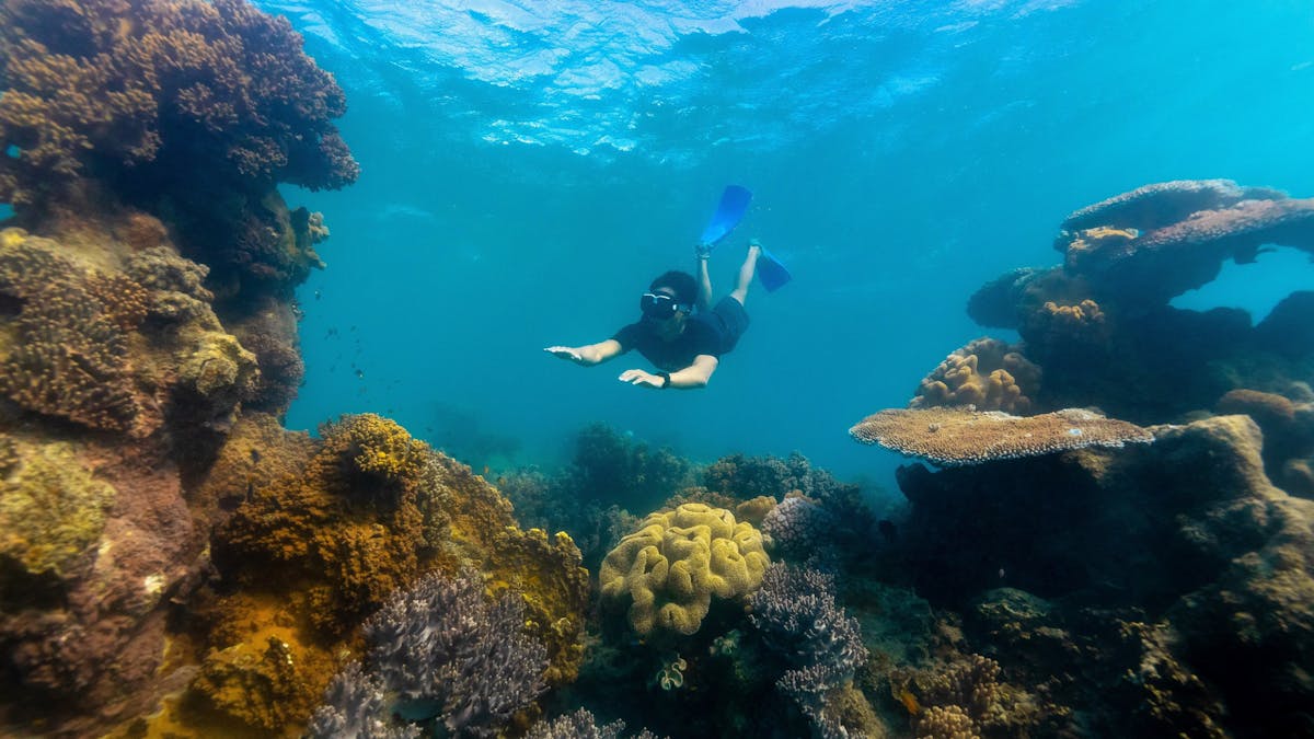 Person snorkelling under water with lots of coral and marine life all around  him.