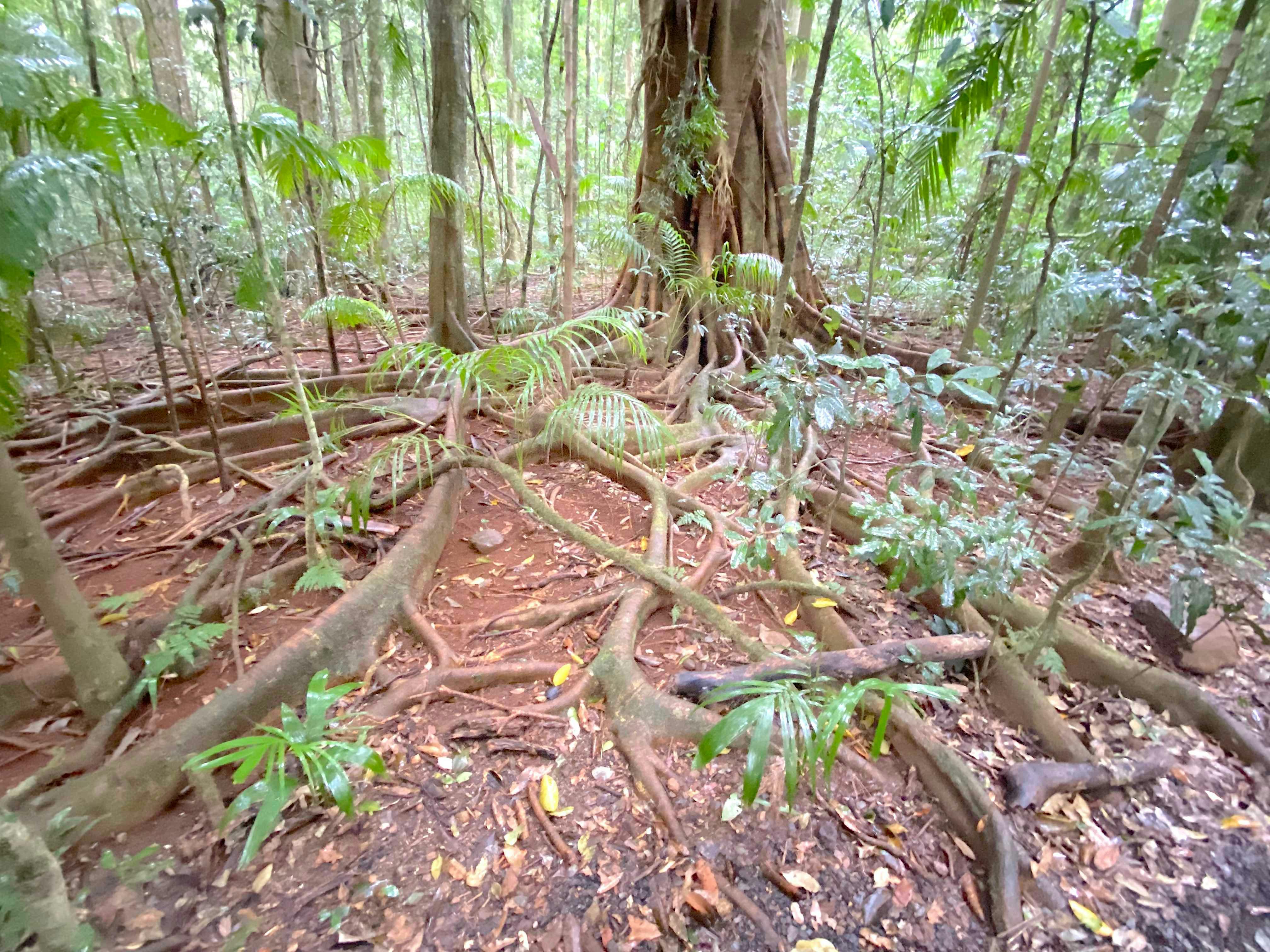 Joel's Journeys - Glass House Mountains Tour