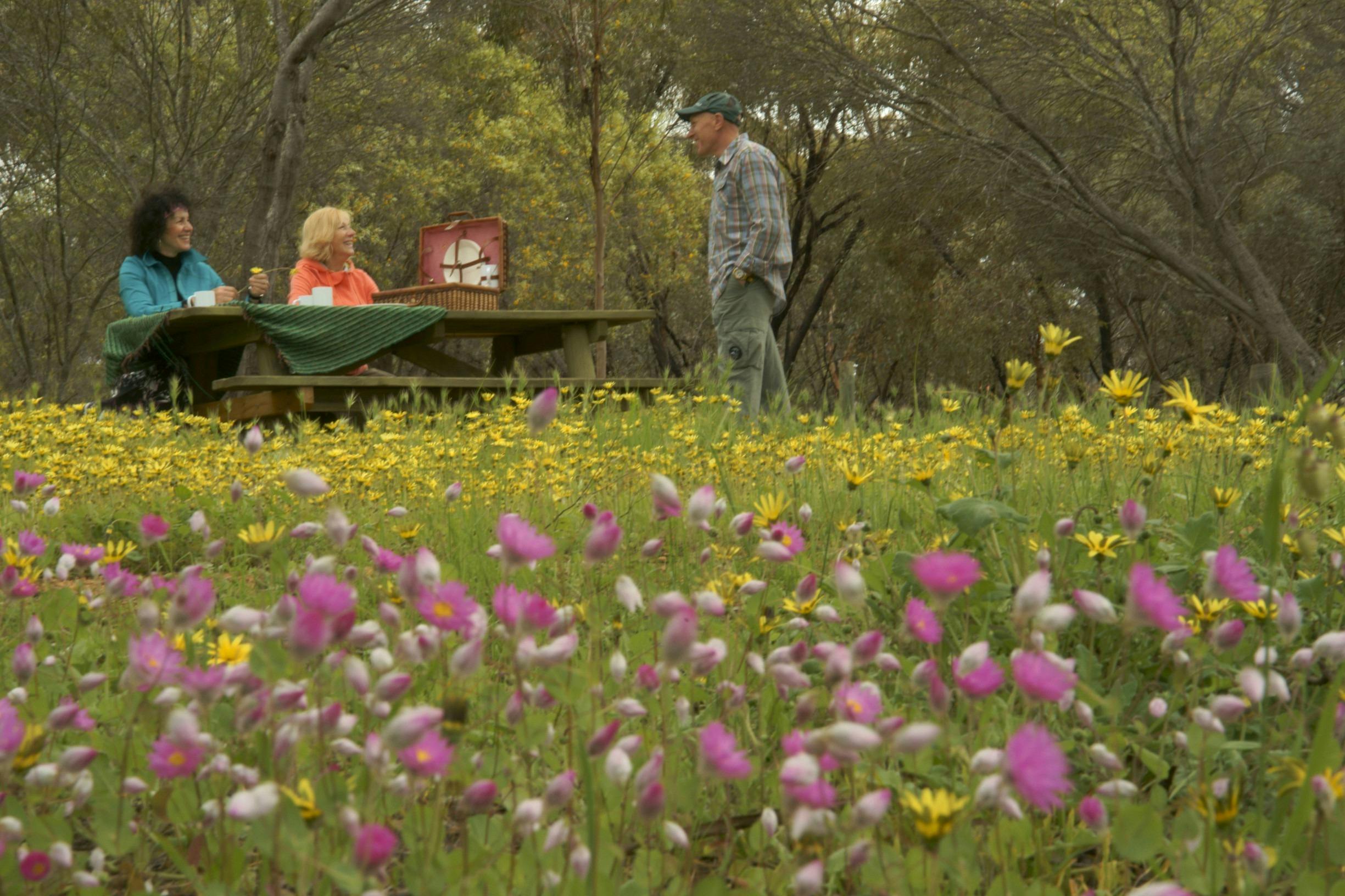 Wave Rock Wildflower Trail, York, Western Australia