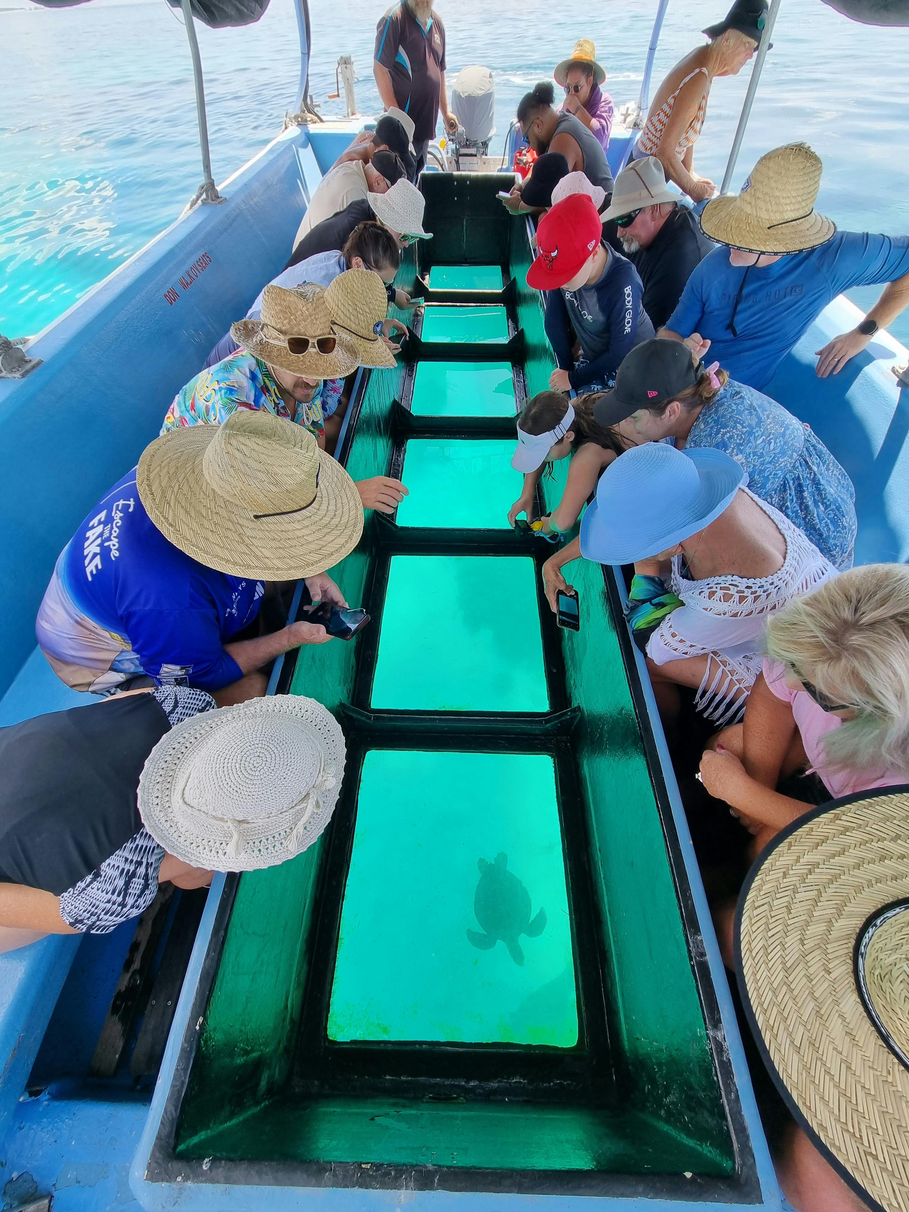 Turtle sighting on glass bottom boat tour