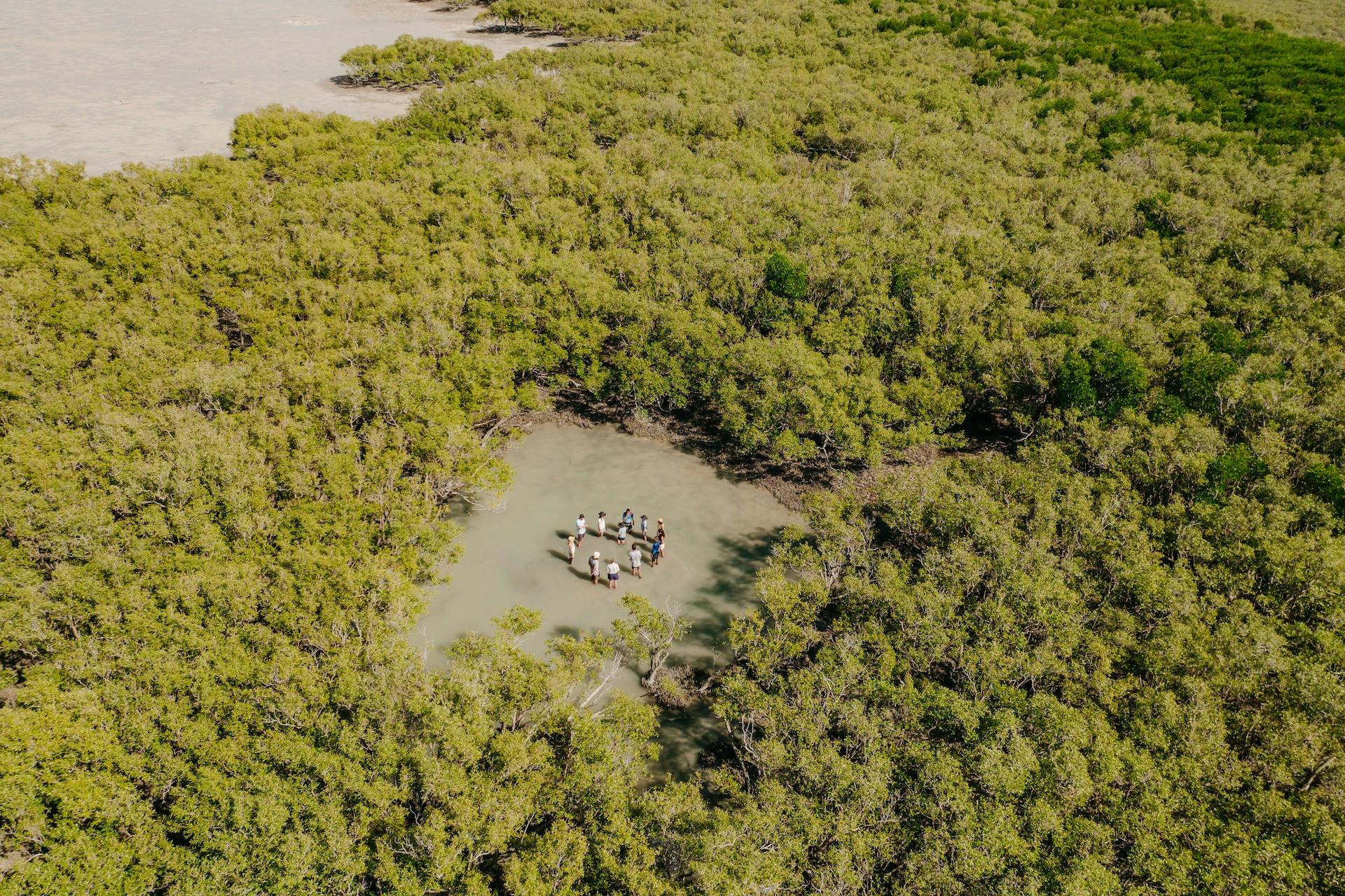 Oasis amongst the mangrove forest