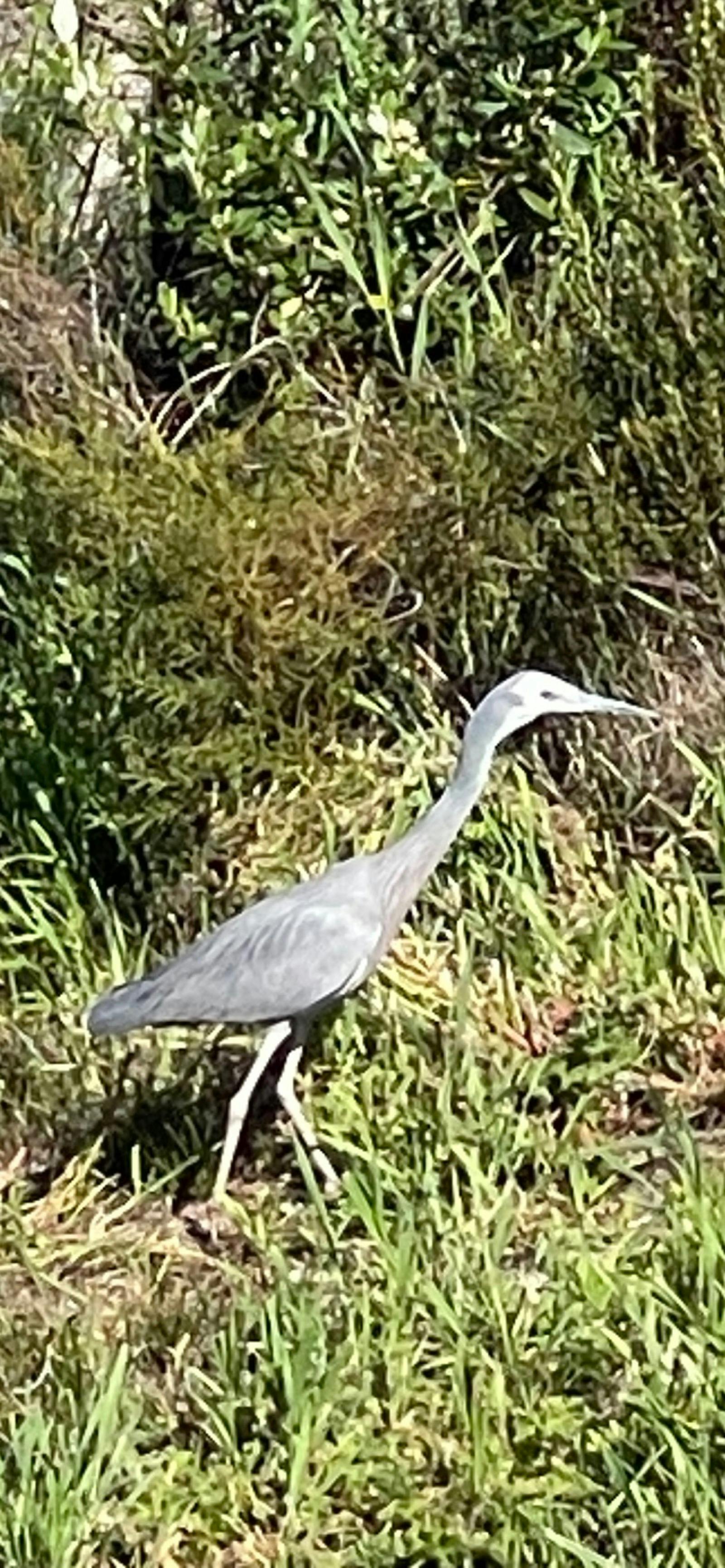 Birdlife