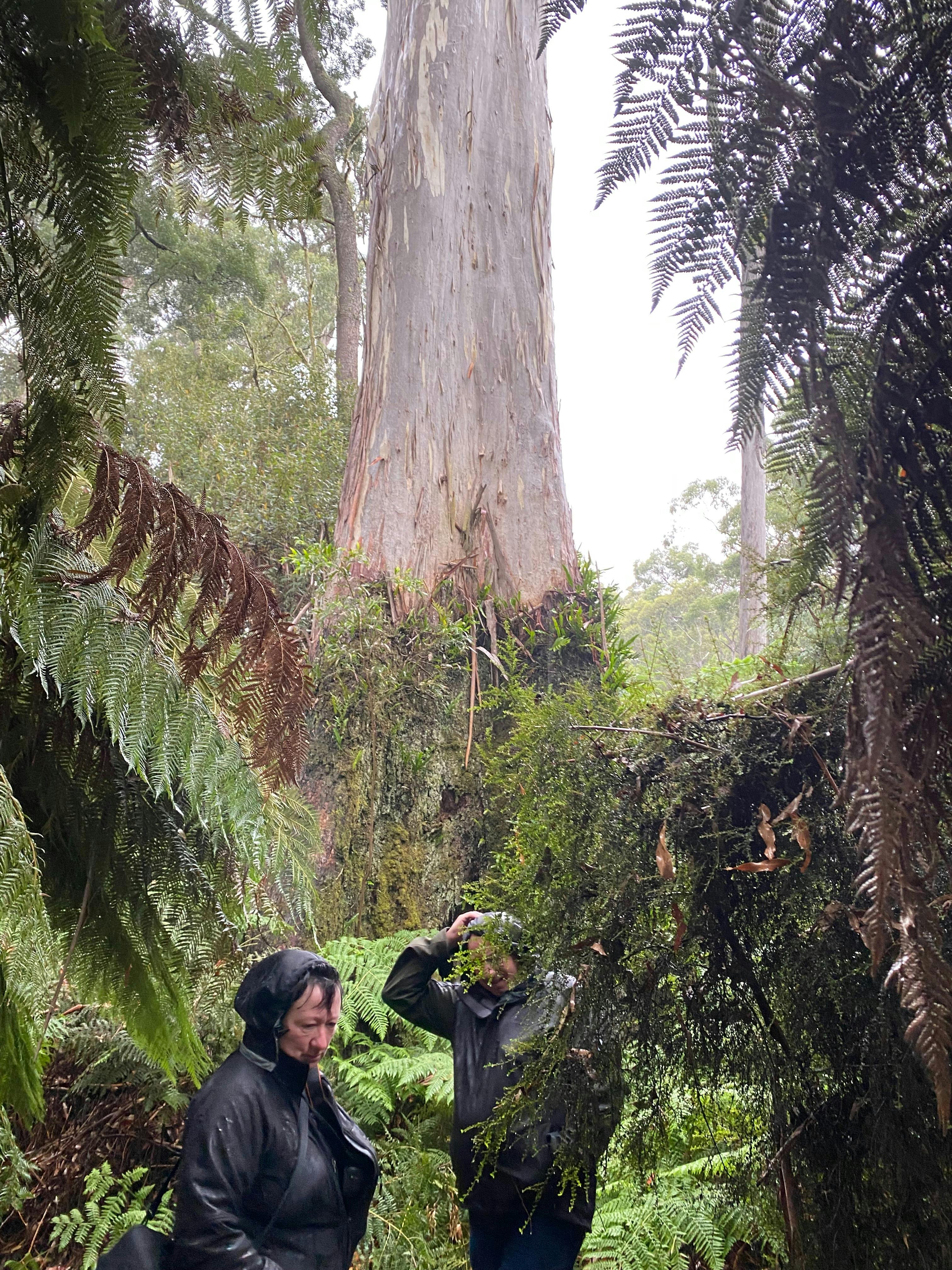 Original forest trees of Central North Coast