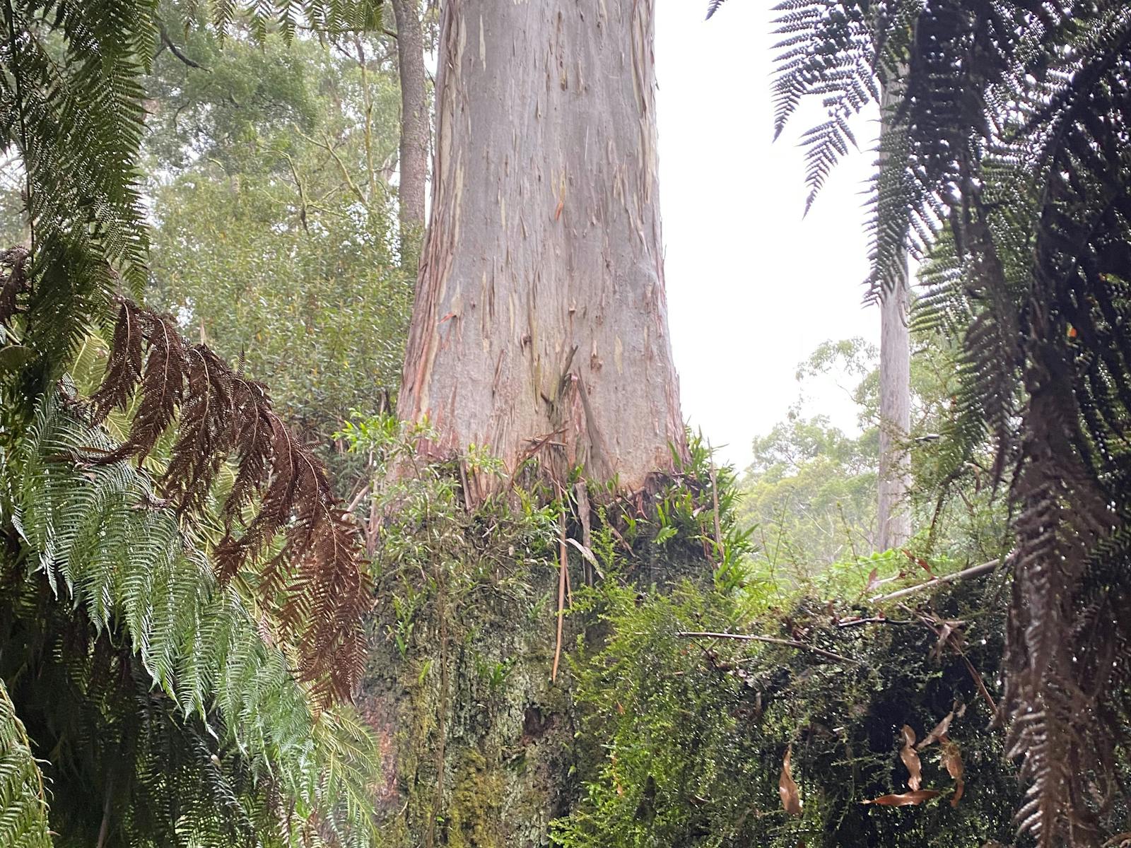 Original forest trees of Central North Coast