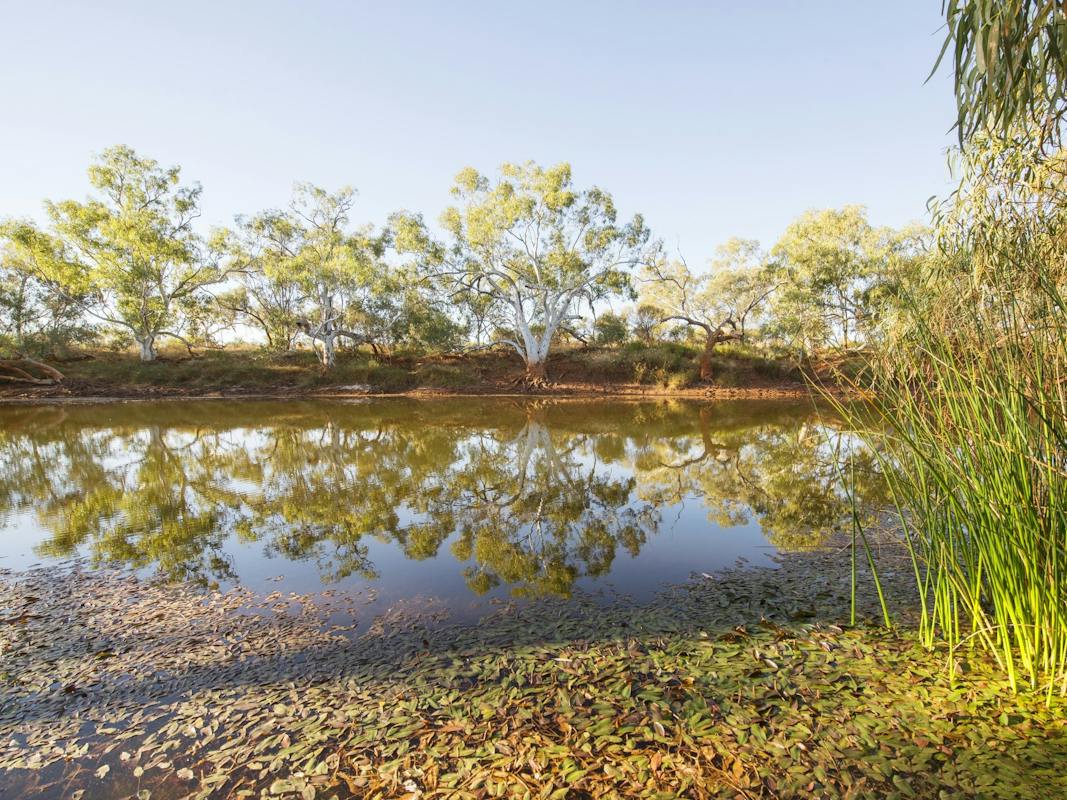 Cattle Pool near Mount Augustus