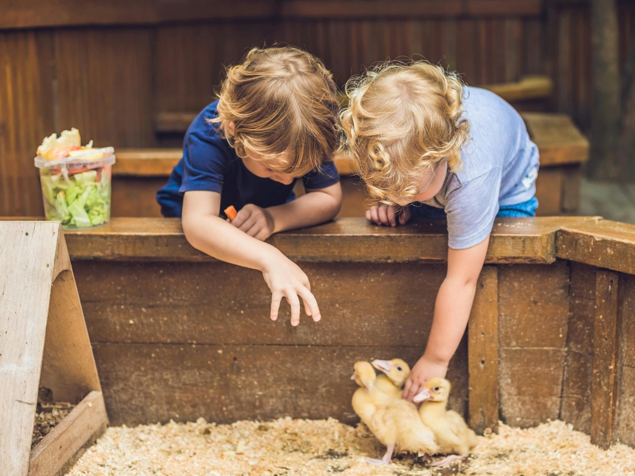 The Hills Easter Show