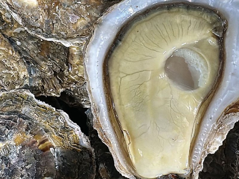 Image for The Mylestom Mollusc Festival