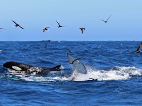 Naturaliste Charters Whale Watching