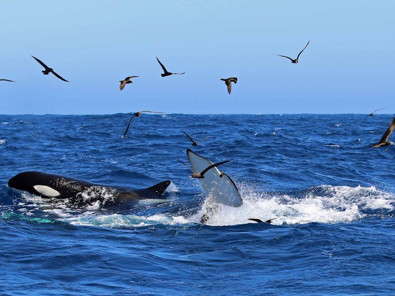 Naturaliste Charters Whale Watching, Dunsborough, Western Australia