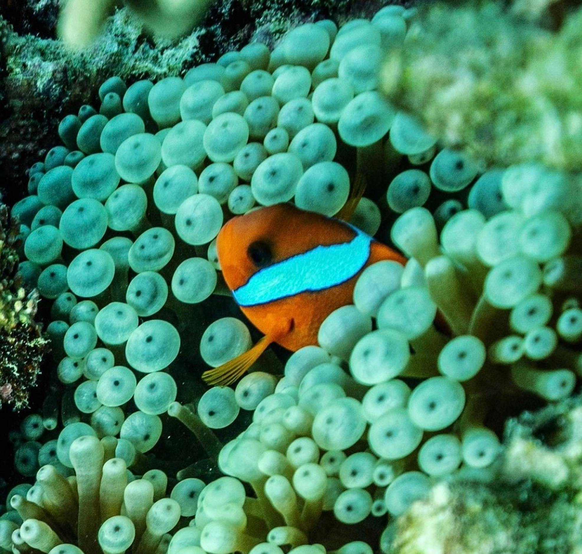 Clown Fish