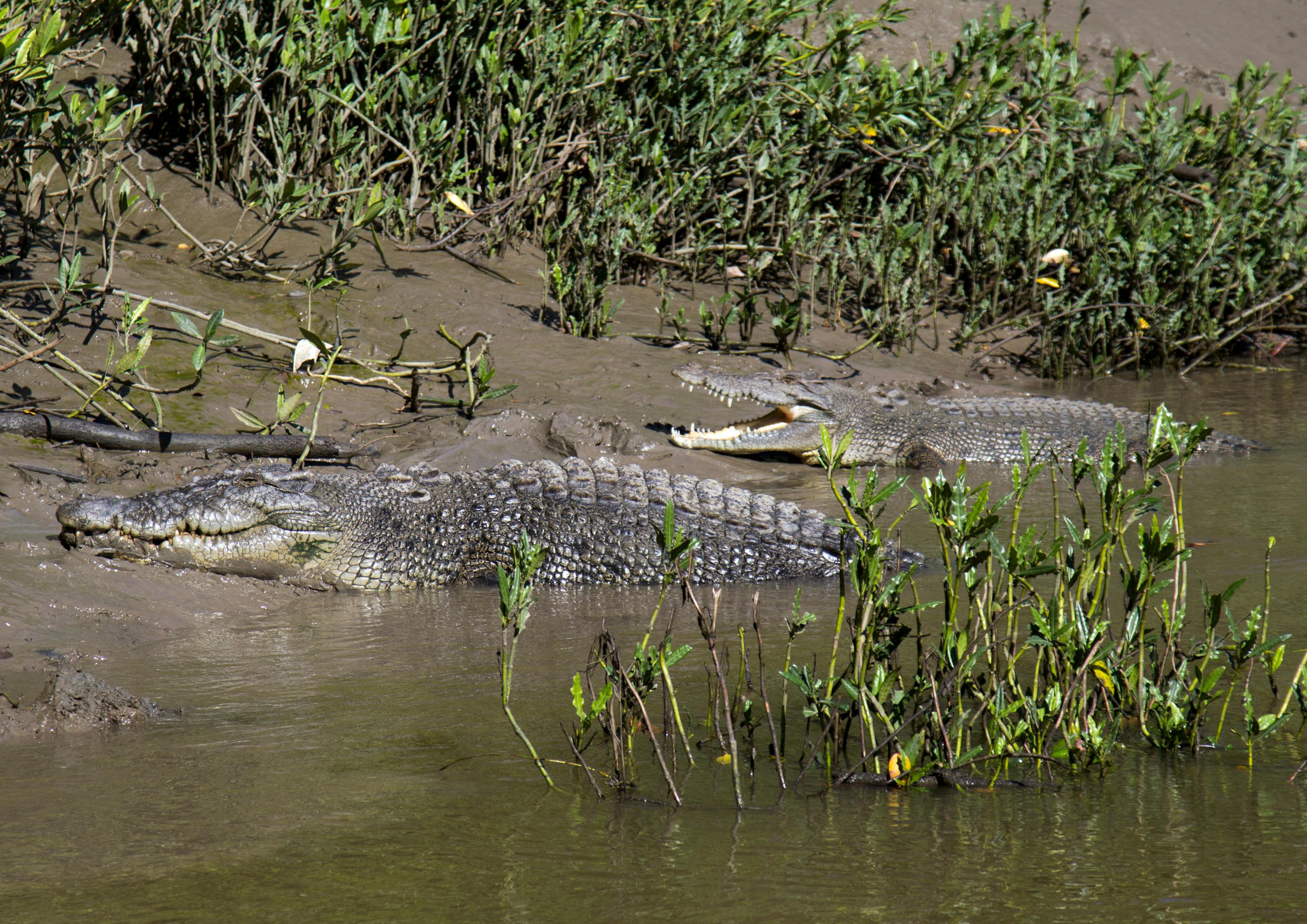 Male & female crocodiles on Proserpine River