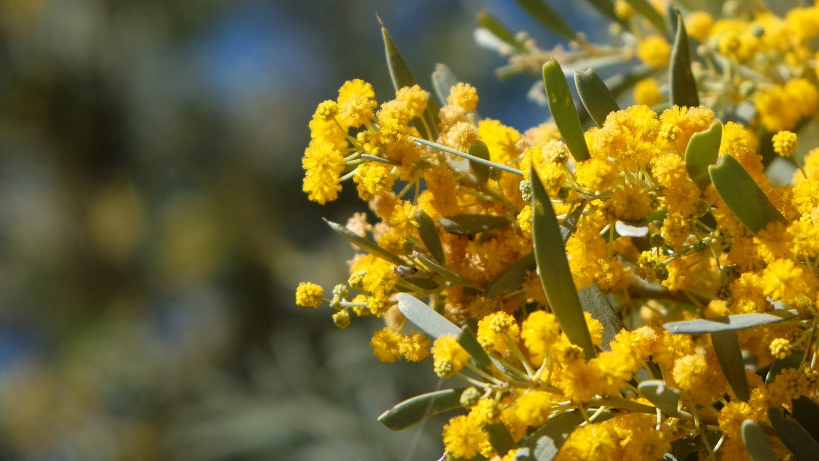 Flower from a Gidgee Tree Flower from a Gidgee Tree