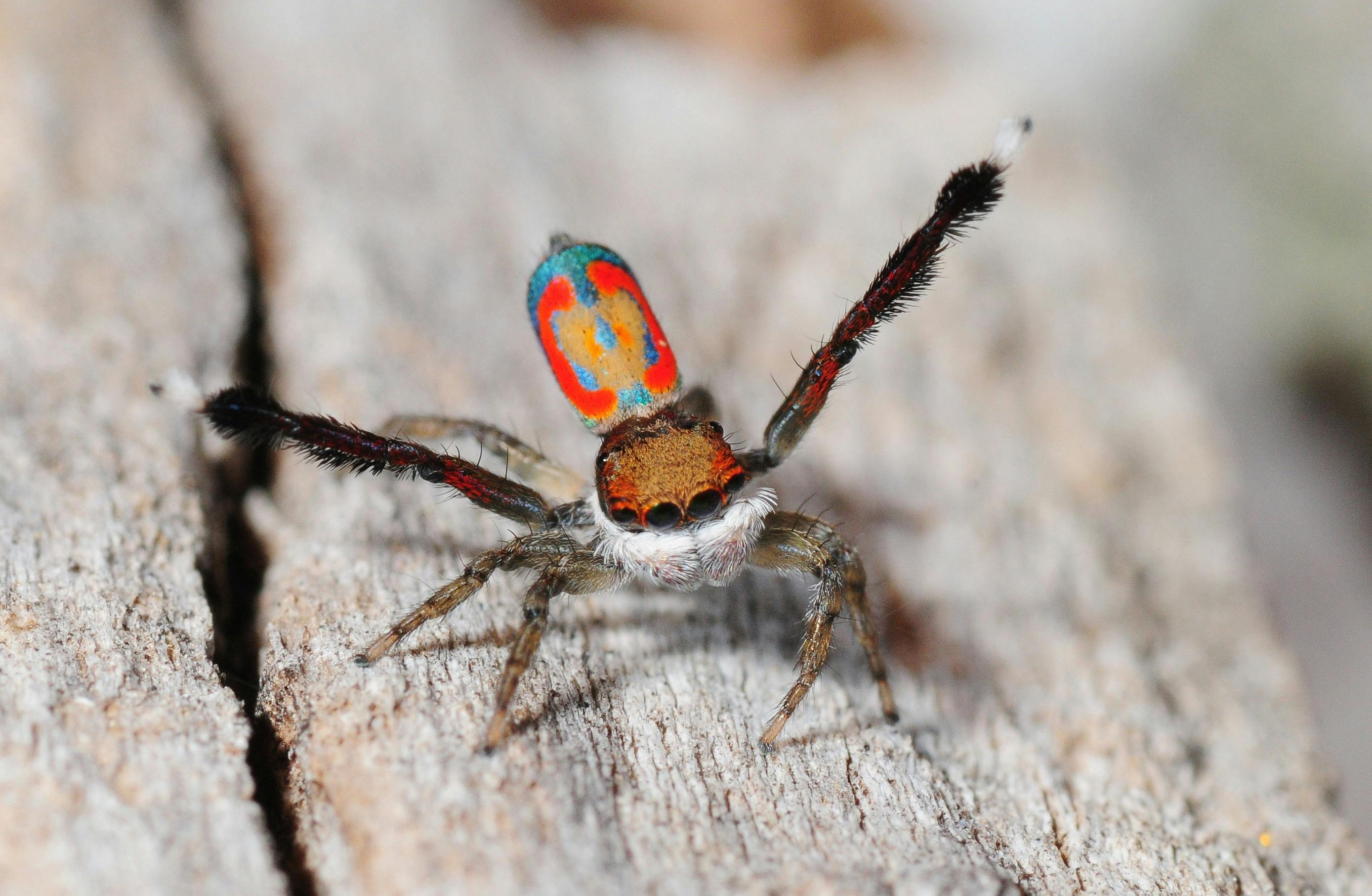 Spiders at Jerrabomberra Wetlands