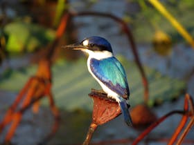 Kingfisher photography tours with Luke Paterson NT Bird Specialists Australian birding tours
