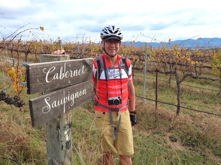 Cyclist in the Cabernet Sauvignon vines at a vineyard in Mudgee