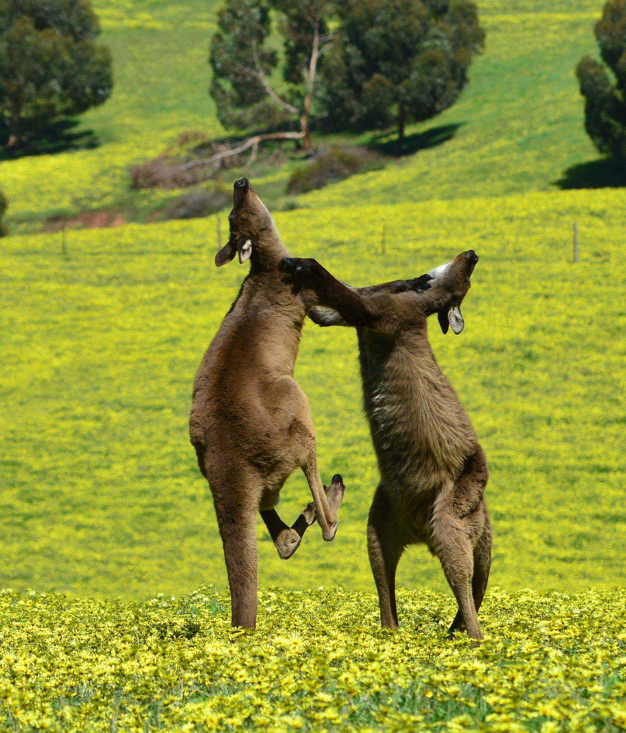 Fighting in the flowers
