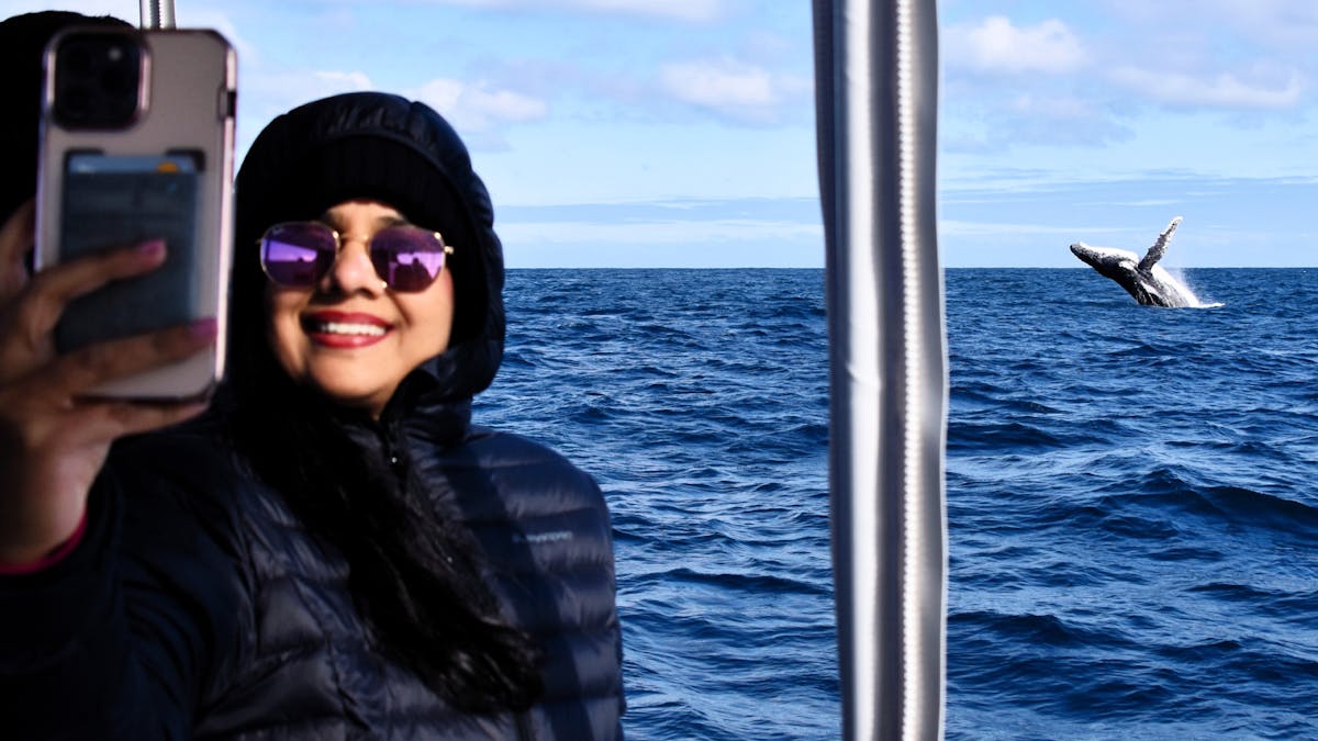 Whale Watch Queensland