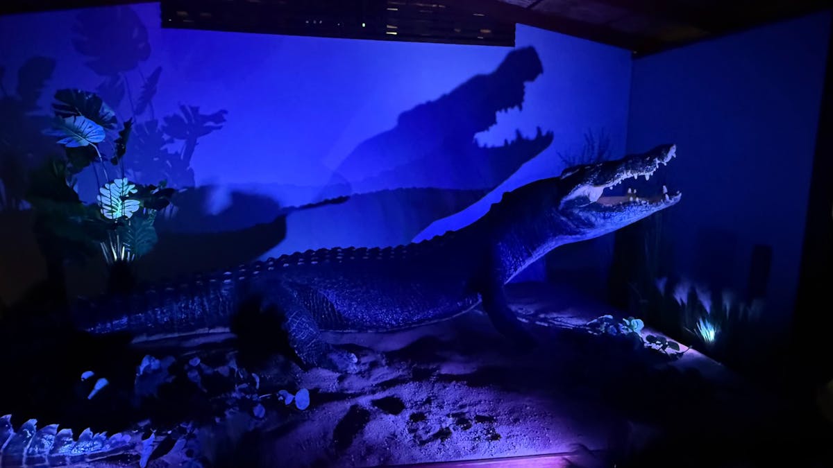 Marineland Melanesia Crocodile Habitat