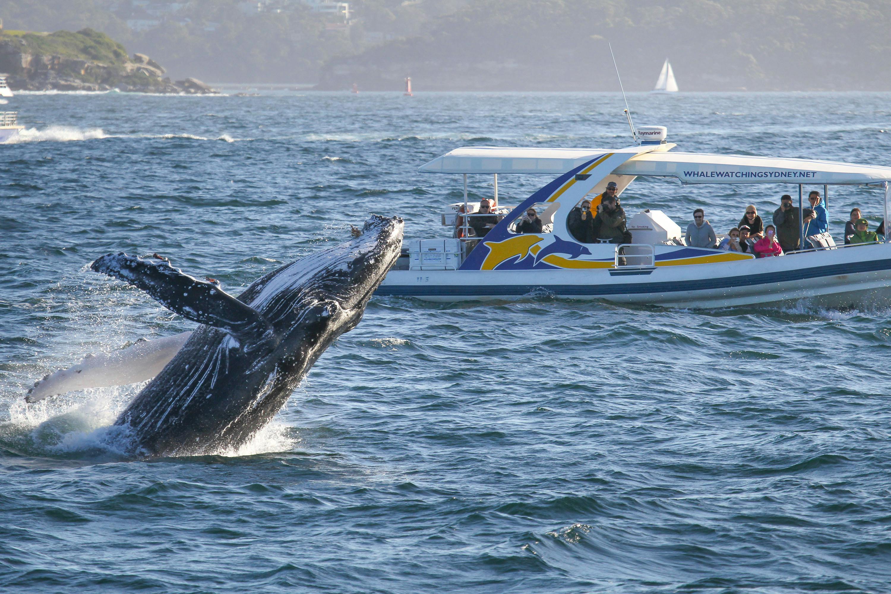 2시간 어드벤처 크루즈
