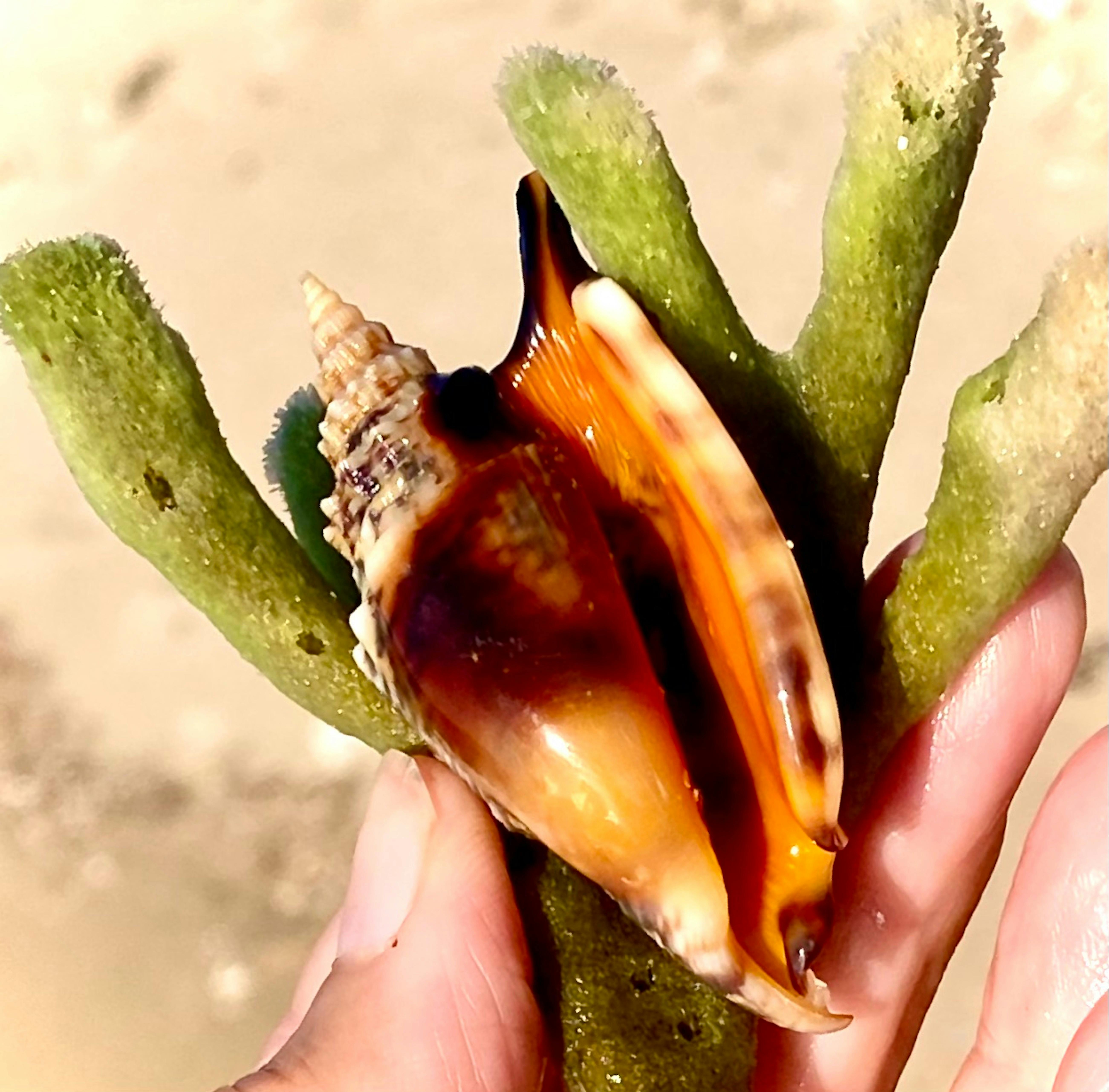 Aloha Dreaming Massage