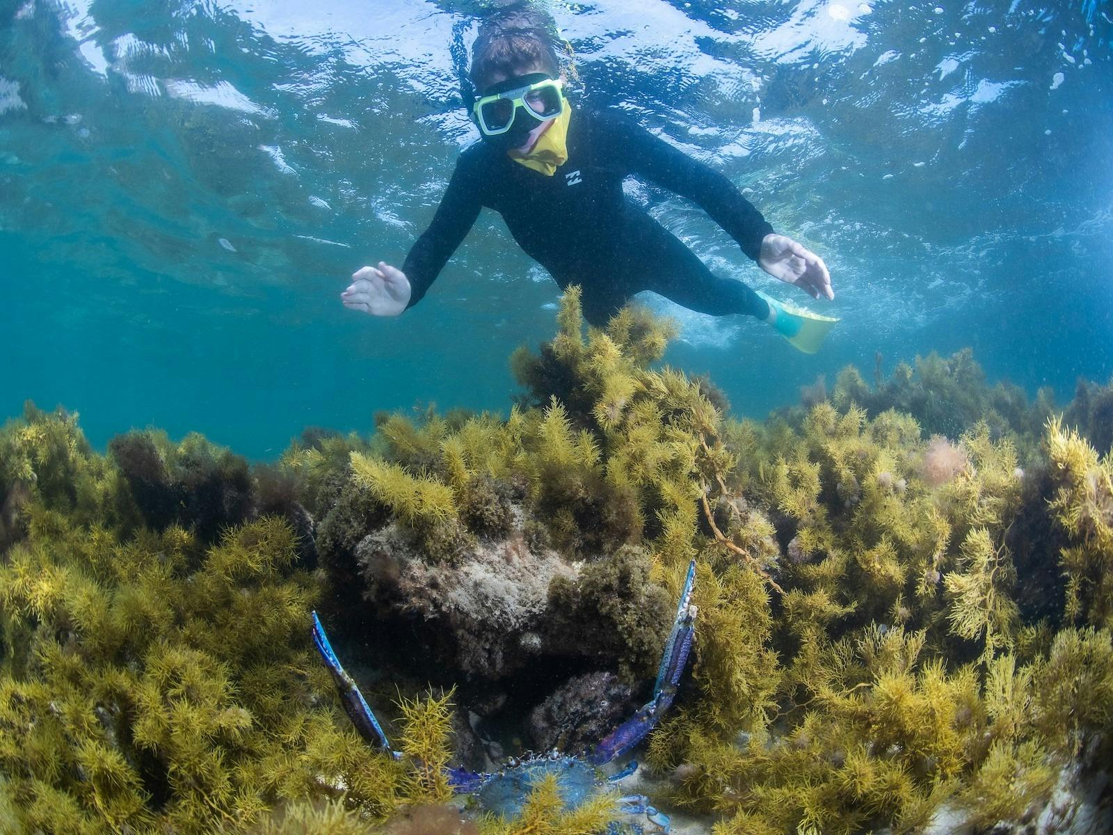 a person snorkelling and looking at a  craby