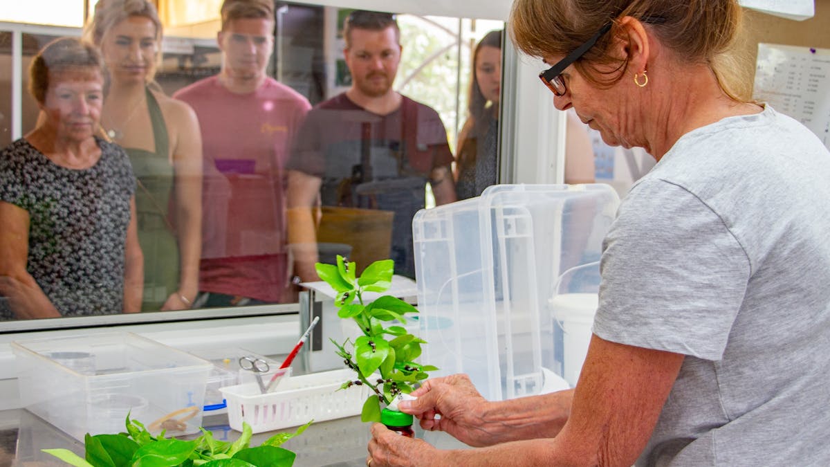 A guided laboratory tour viewing the breeding laboratory at the Australian Butterfly Sanctuary.