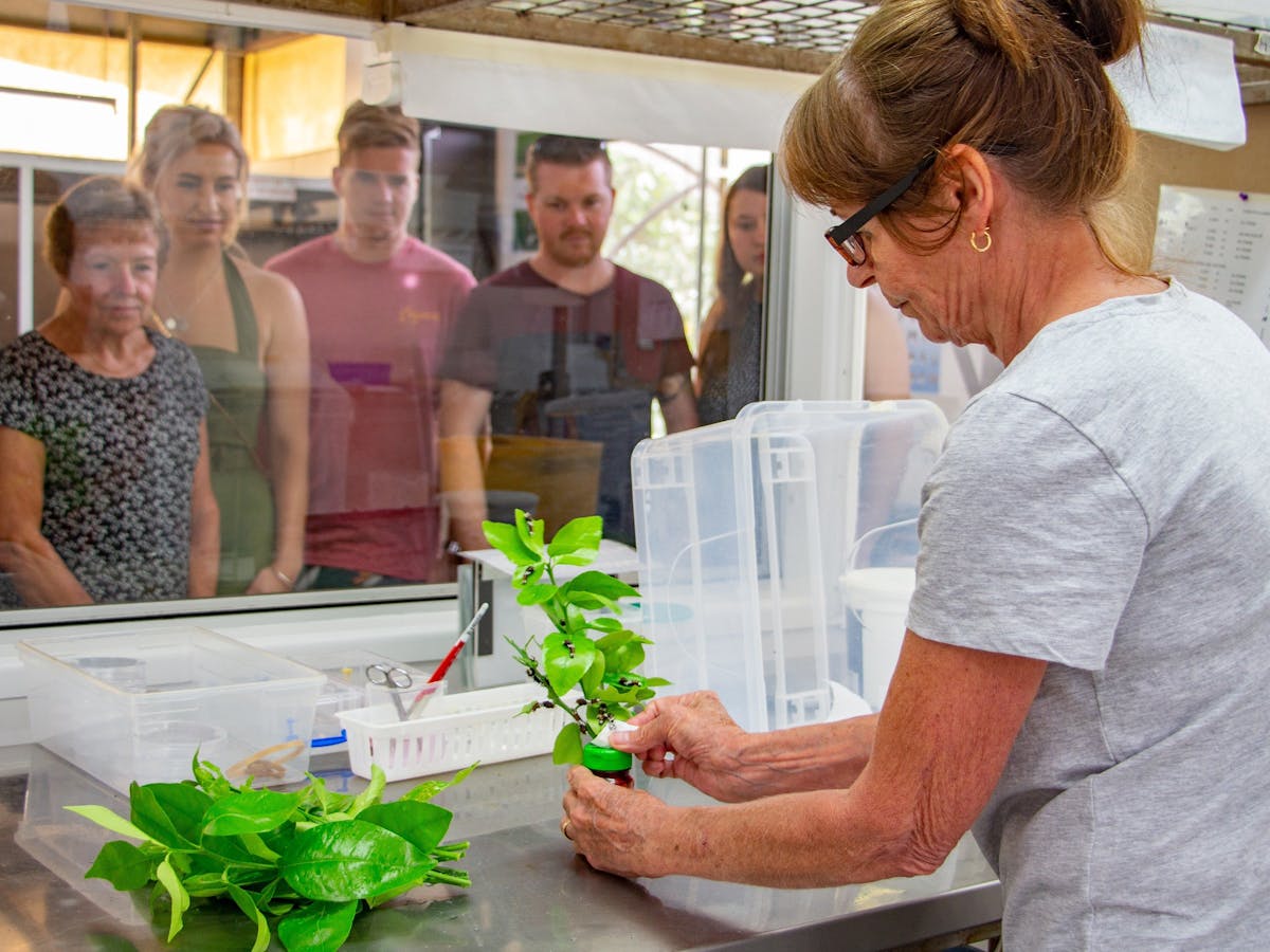 guided laboratory tour breeding laboratory with caterpillars at the australian butterfly sanctuary