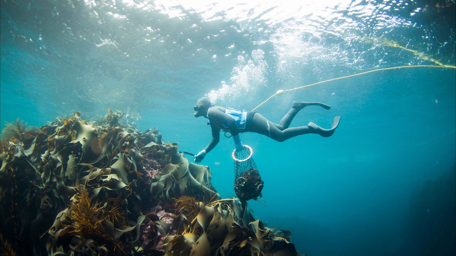 Diver Wild Harvesting Candy Abalone