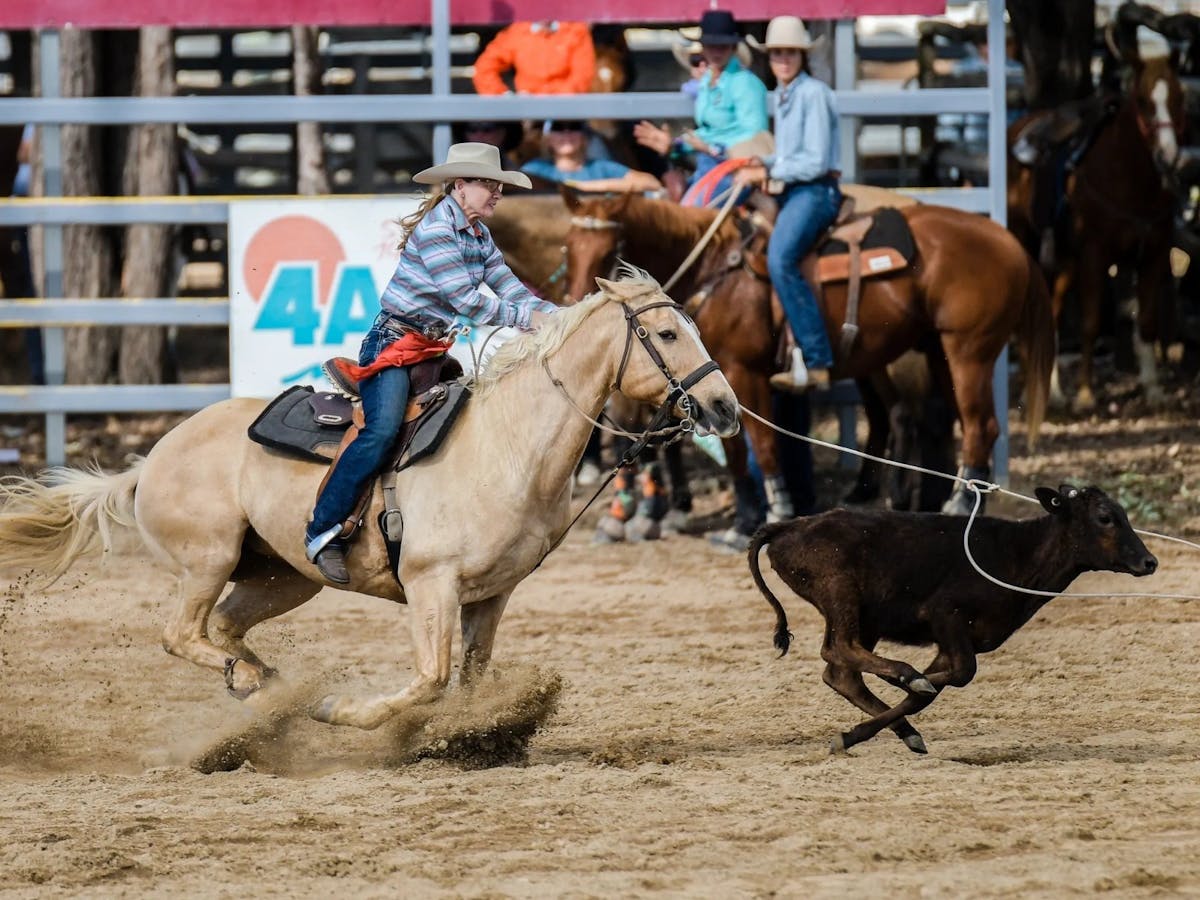 A woman on a horse lassos a calf at the mareeba rodeo.