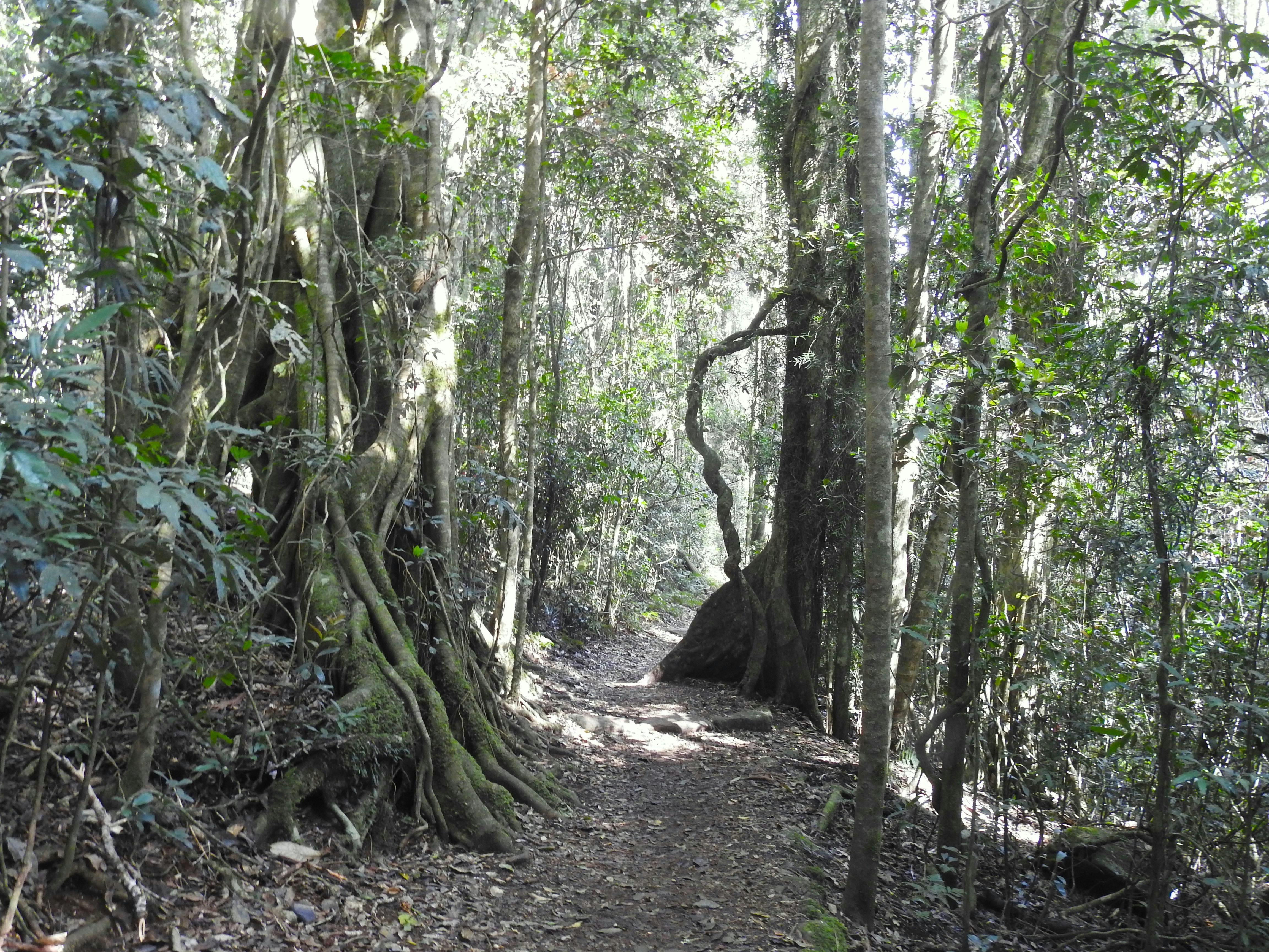 Rainforest walking track