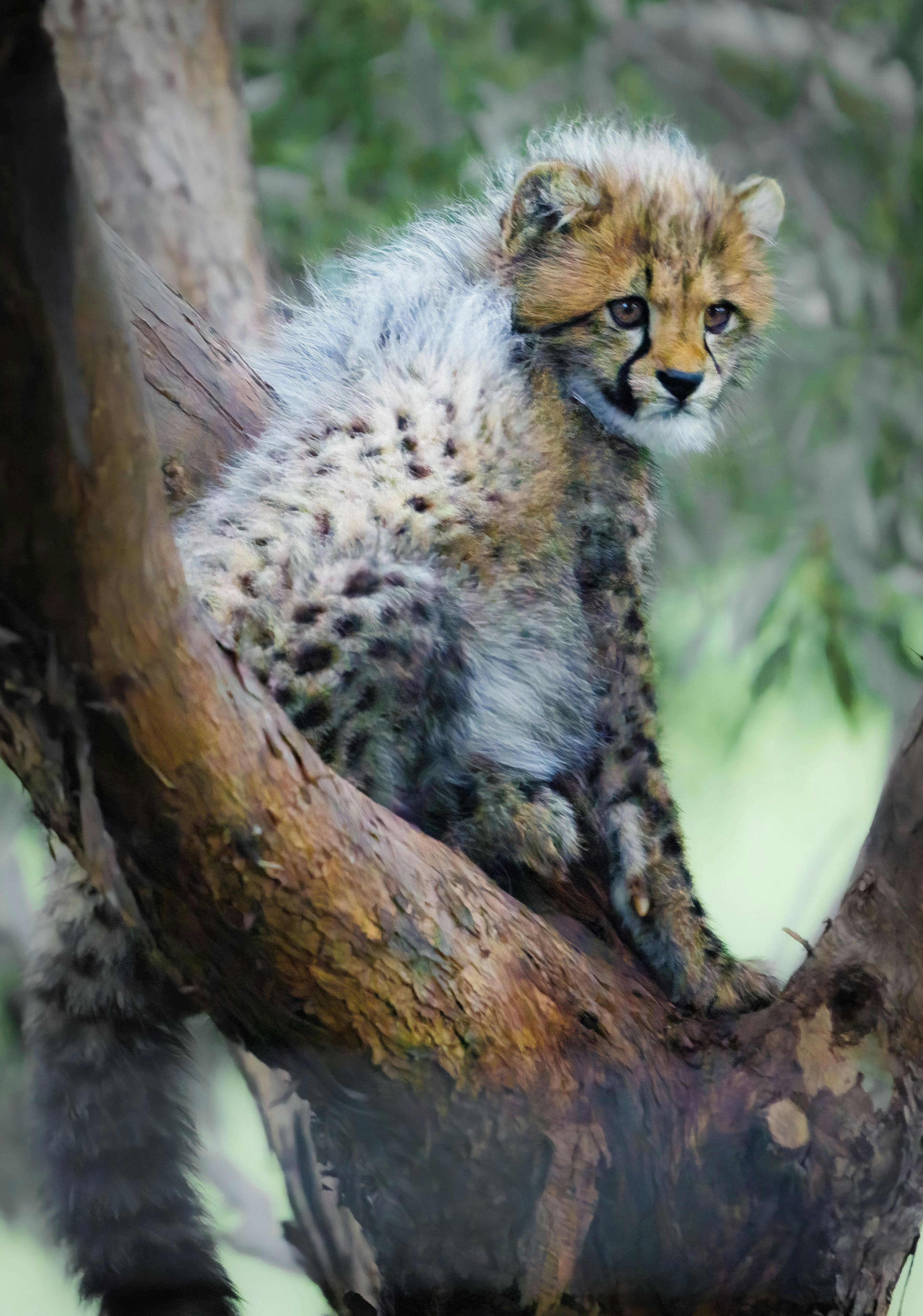 Monarto Zoo