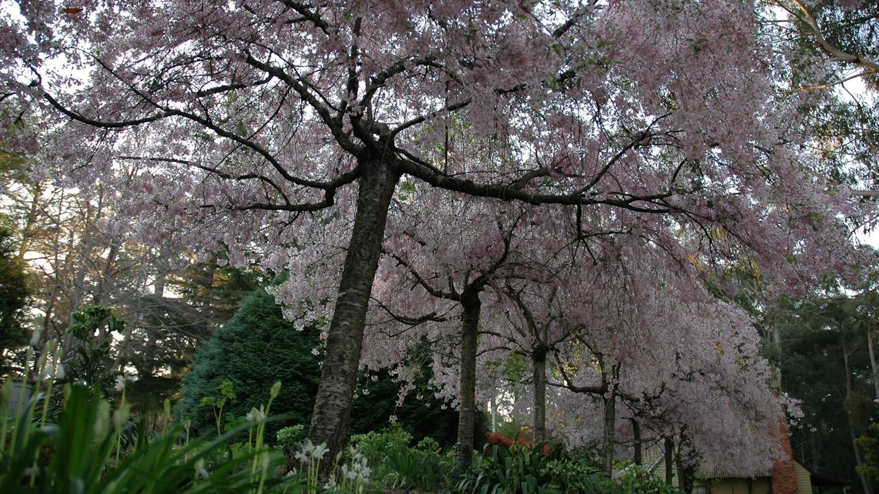 Cherry blossom at Wildwood in spring