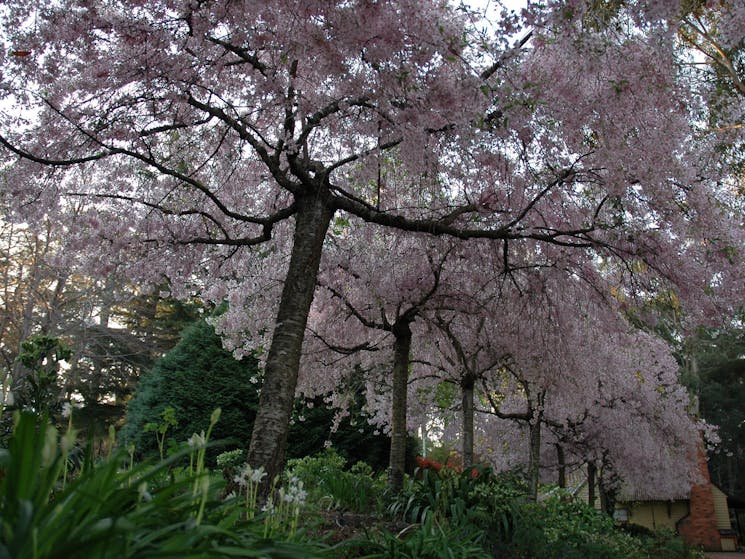 Weeping cherries in September