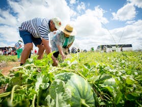 Chinchilla Melon Festival