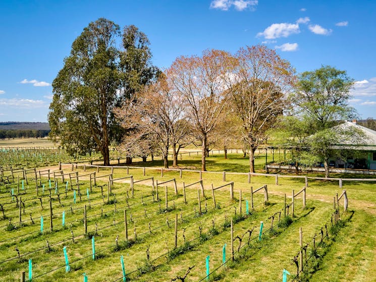 Vines in foreground with trees and house in background