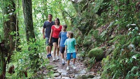 Walk in rainforest - Eungella National Park