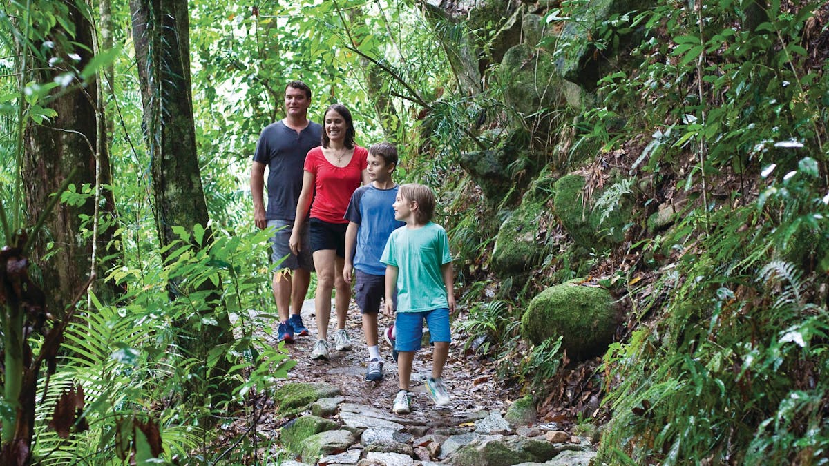Walk in rainforest - Eungella National Park