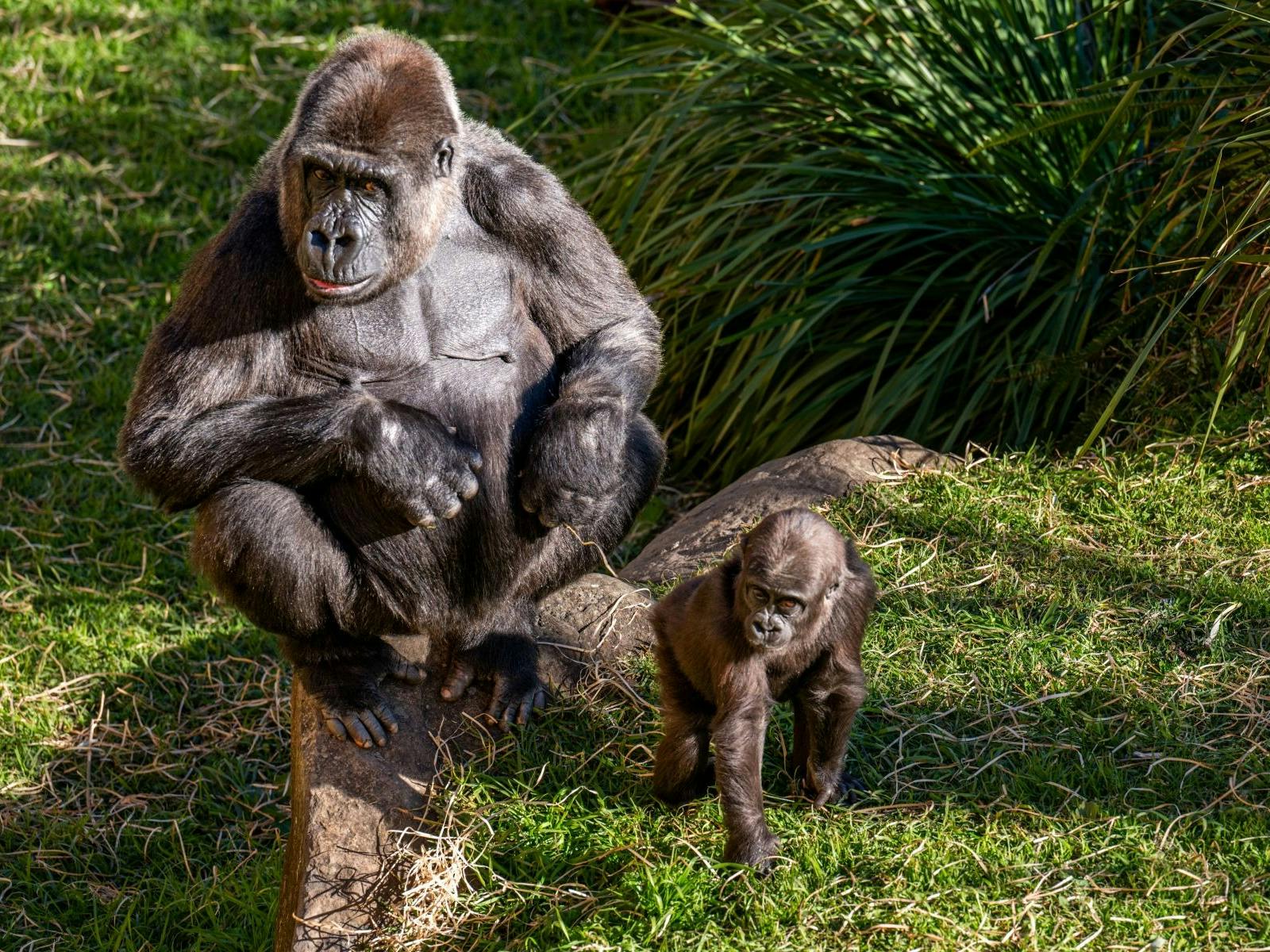 Adult gorilla sitting on a rock with a baby gorilla walking nearby at Mogo Wildlife Park.